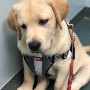 Meet your Posher, Ken